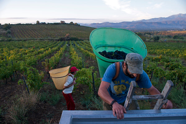 Domaine Boucabeille