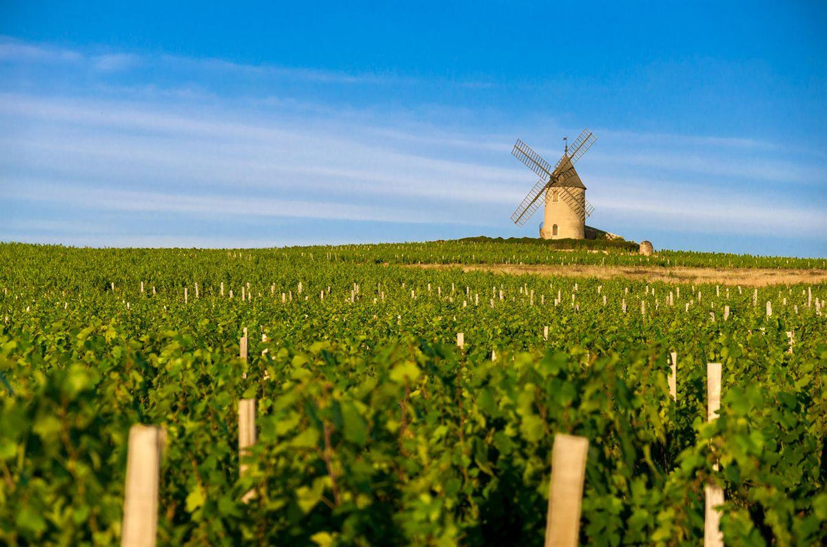 Beaujolais