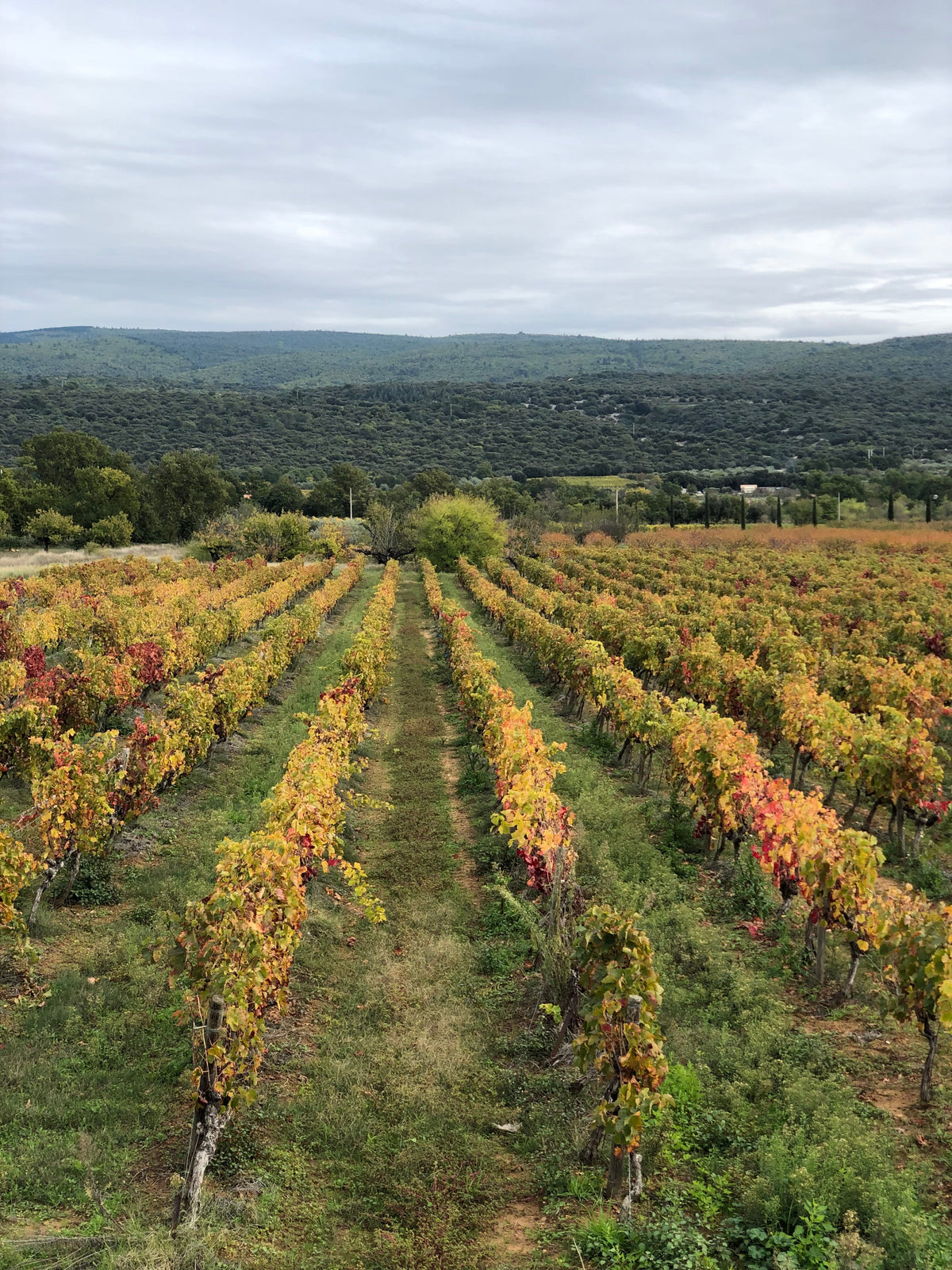 Ventoux