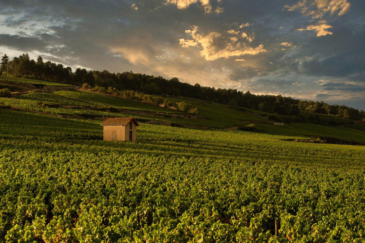 Burgund