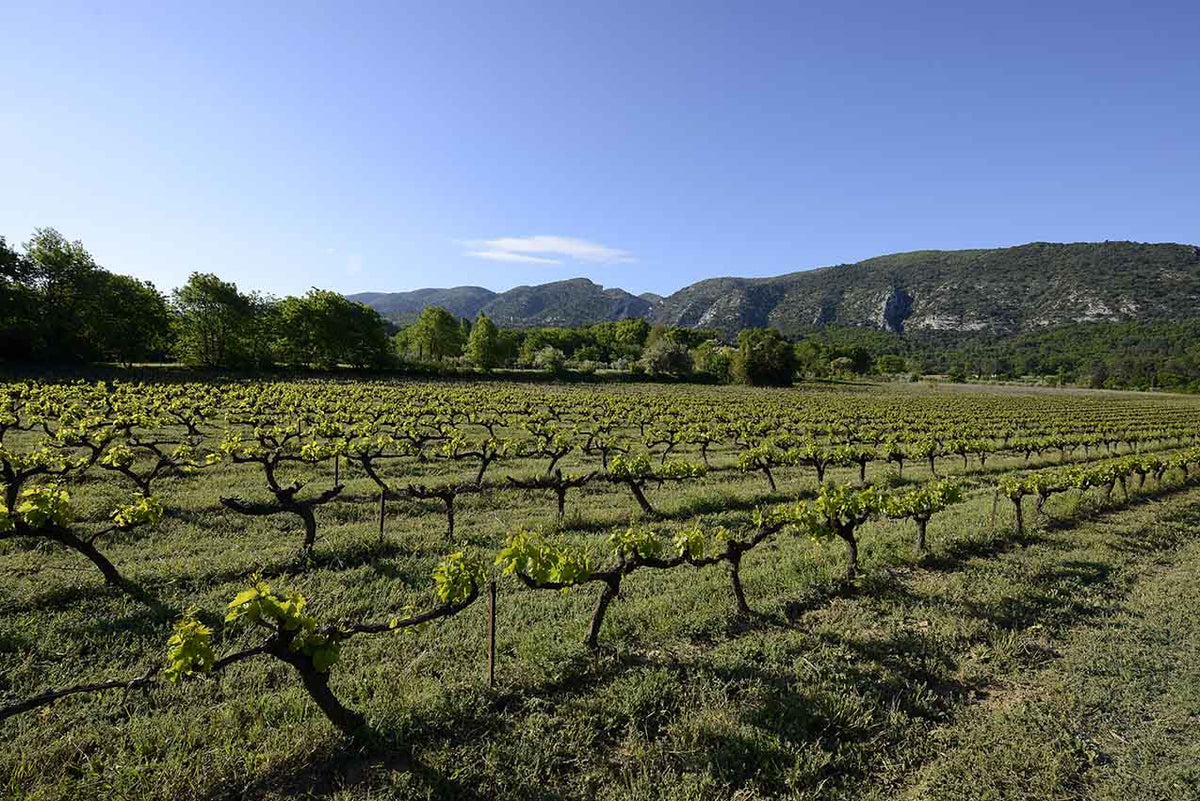CAVE DU LUBERON