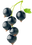 Schwarze Johannisbeere