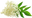 Holunderblüte